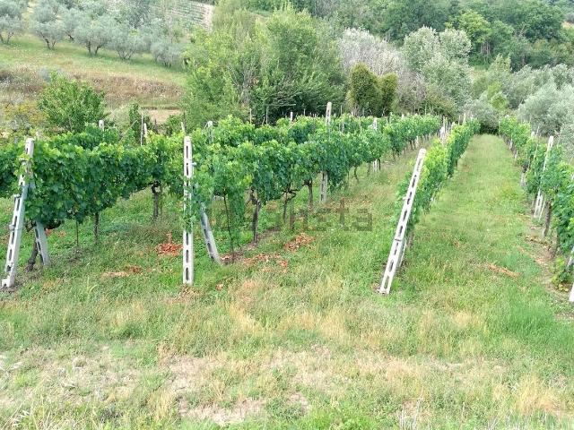 Terreno in vendita di 33900 m² in Località Collepizzuto