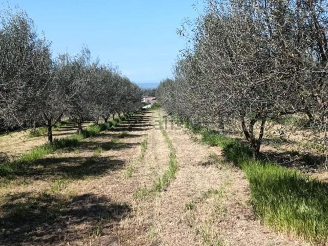 Terreno in vendita di 3300 m² in Località Mazzocchio Alto
