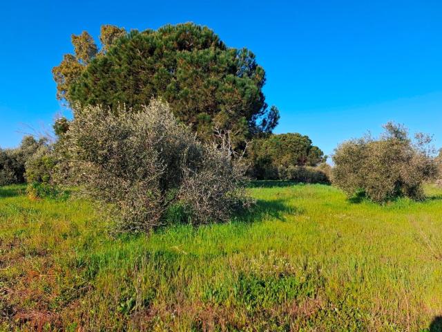 Terreno in vendita di 3300 m² in Strada Provinciale Parrina