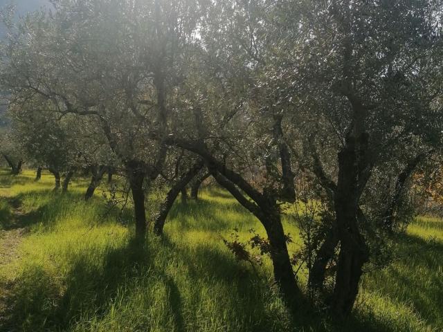 Terreno in vendita di 34000 m² in Via Licinese