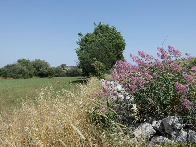 Terreno in vendita di 34000 m² in Strada Provinciale 80, 1