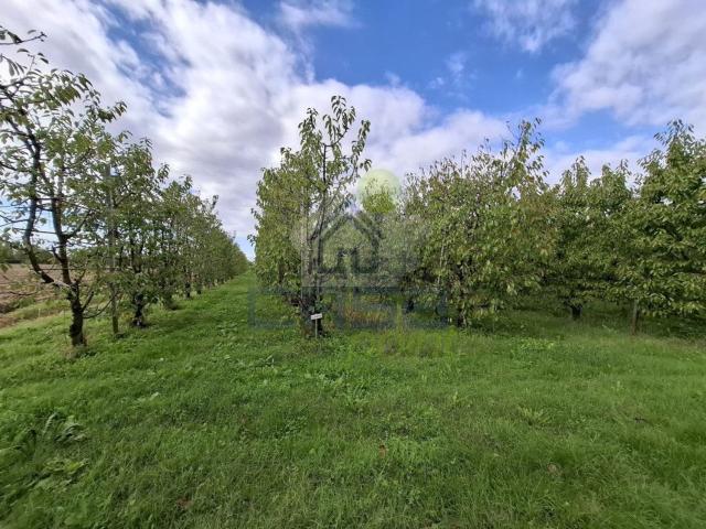 Terreno in vendita di 34371 m² in Via Roma