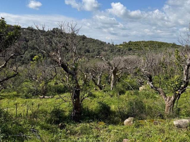 Terreno in vendita di 36705 m² in Strada Senza Nome