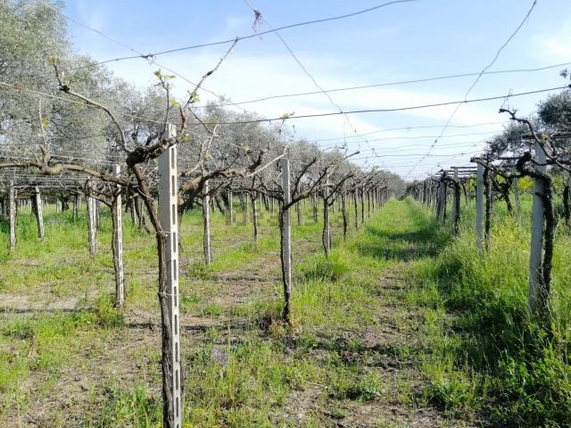Terreno in vendita di 3740 m² in Contrada Bavi