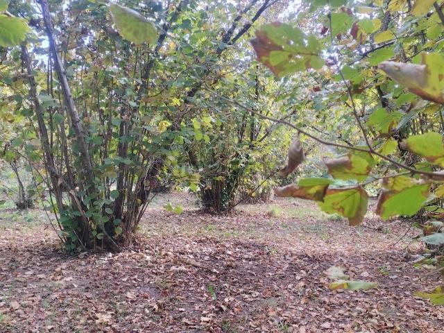 Terreno in vendita di 160000 m² in Località SANTARELLO