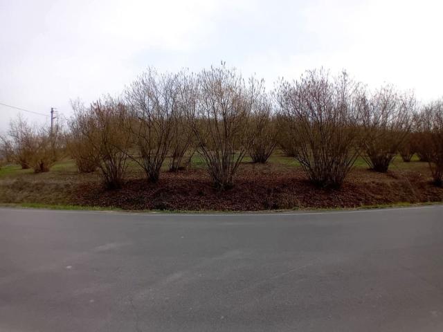 Terreno in vendita di 3945 m² in Località Santa Maria