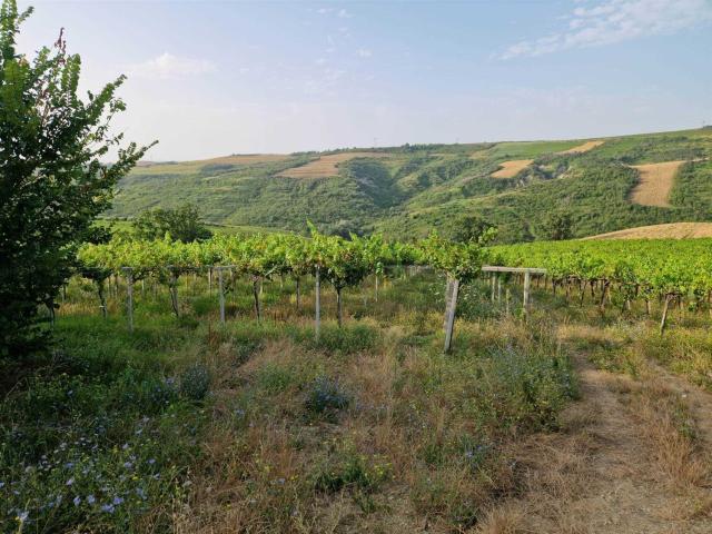 Terreno in vendita di 39294 m²
