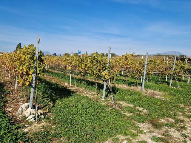 Terreno in vendita di 40460 m² in Strada delle Sernighe, 34