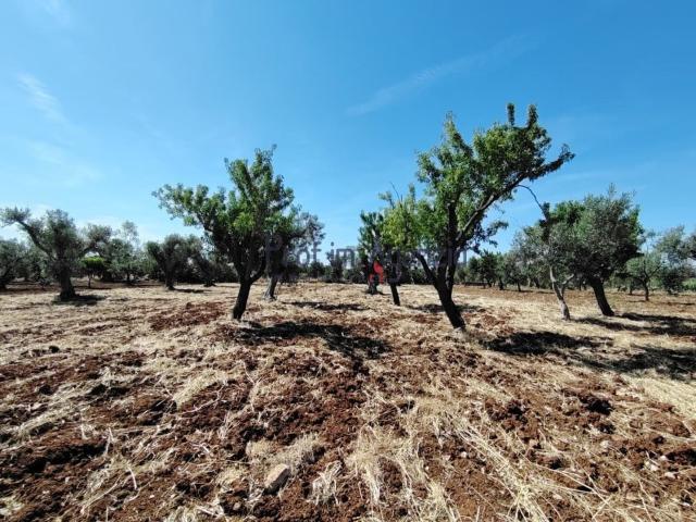 Terreno in vendita di 4073 m²