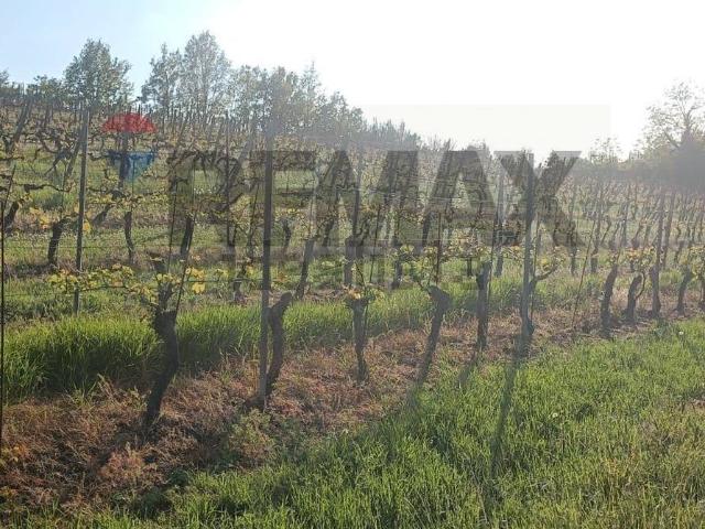Terreno in vendita di 40000 m² in Via San Martino