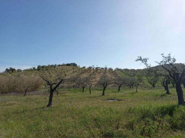 Terreno in vendita di 40000 m² in Contrada casale