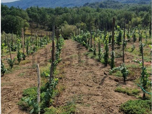 Terreno in vendita di 4000 m²