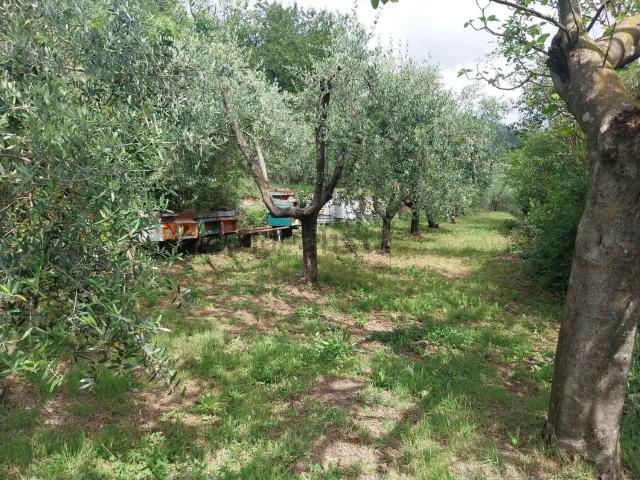 Terreno in vendita di 4150 m² in Via del Mulinaccio