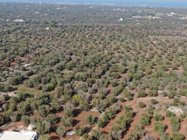 Terreno in vendita di 4242 m² in Contrada Mattera