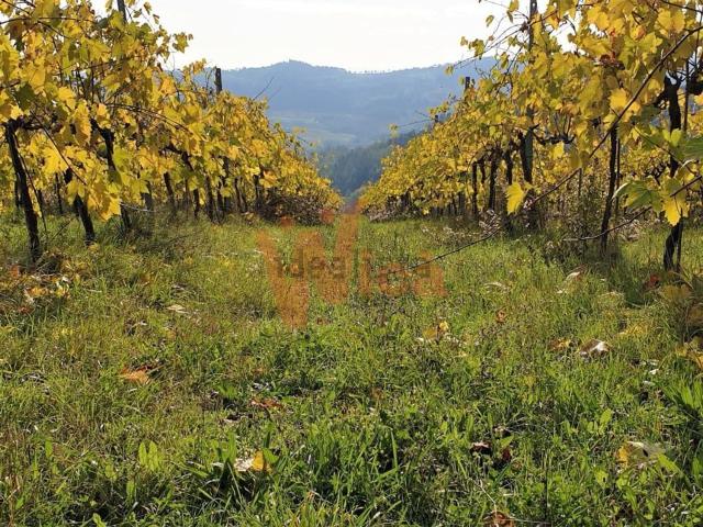 Terreno in vendita di 438000 m²