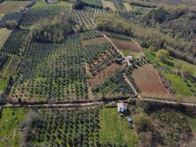 Terreno in vendita di 43000 m² in Località Usi