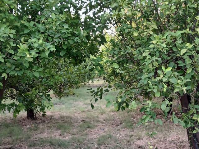 Terreno in vendita di 4500 m² in Contrada FRAMMEDICA