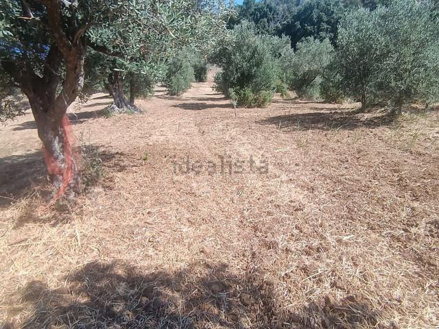 Terreno in vendita di 4500 m² in Contrada Santa Domenica