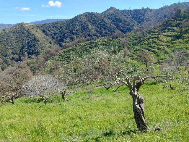 Terreno in vendita di 45321 m² in Contrada Serro Bosco