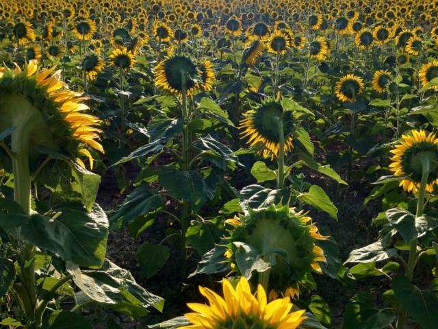 Terreno in vendita di 50000 m² in Strada del collettore