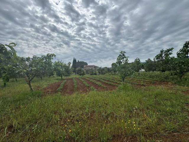 Terreno in vendita di 5000 m² in Via Monsignor Azio Davoli
