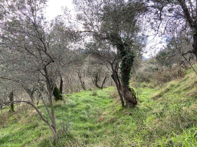Terreno in vendita di 5000 m² in Via molino del piano
