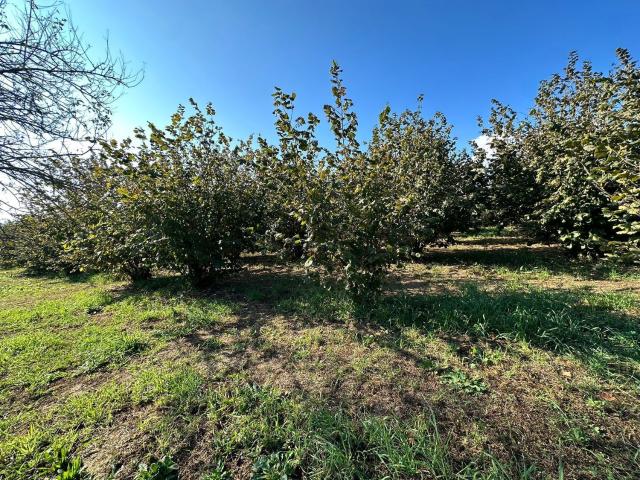 Terreno in vendita di 5000 m² in Via Ortana