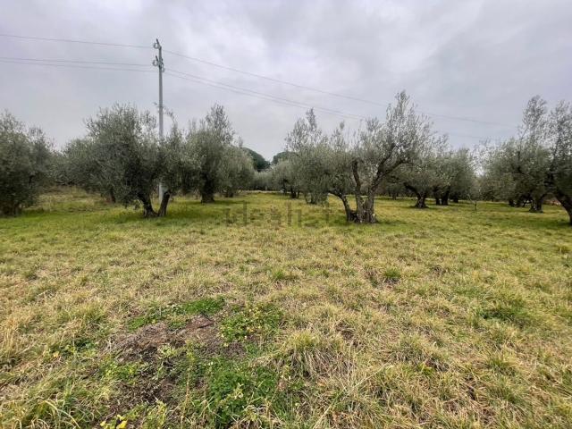 Terreno in vendita di 5000 m²