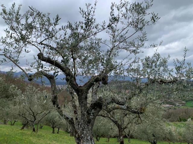 Terreno in vendita di 5290 m² in Via Interpoderale Vignalete