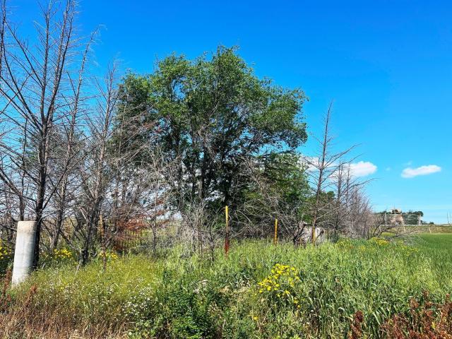 Terreno in vendita di 5400 m² in Via San Nicola Montecalvello
