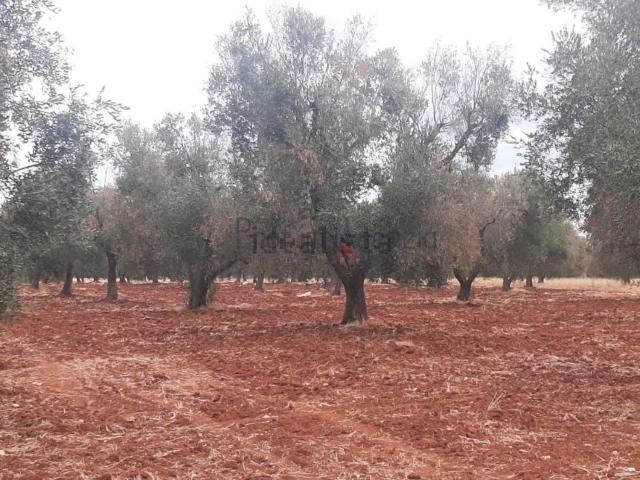 Terreno in vendita di 54109 m²
