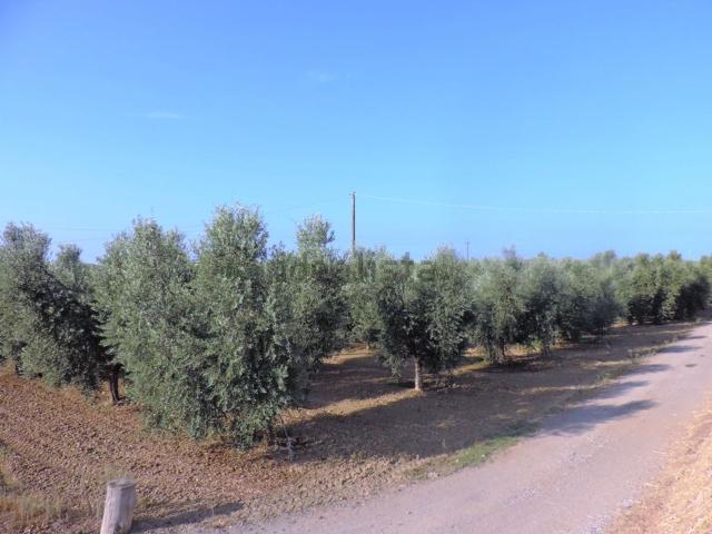 Terreno in vendita di 5540 m²