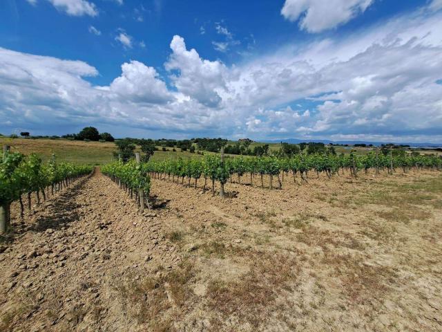 Terreno in vendita di 55000 m²