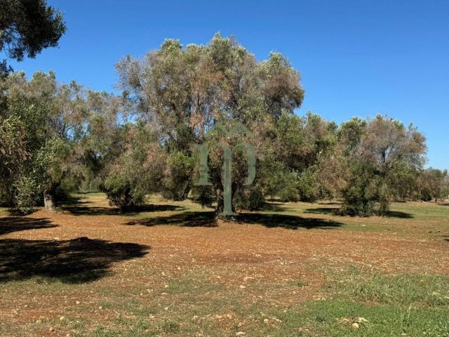 Terreno in vendita di 5632 m² in Contrada Arrighi