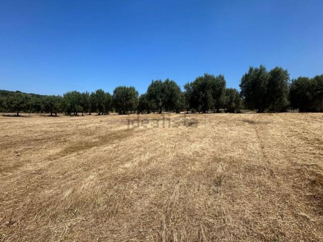 Terreno in vendita di 5790 m² in Contrada Mincuccio