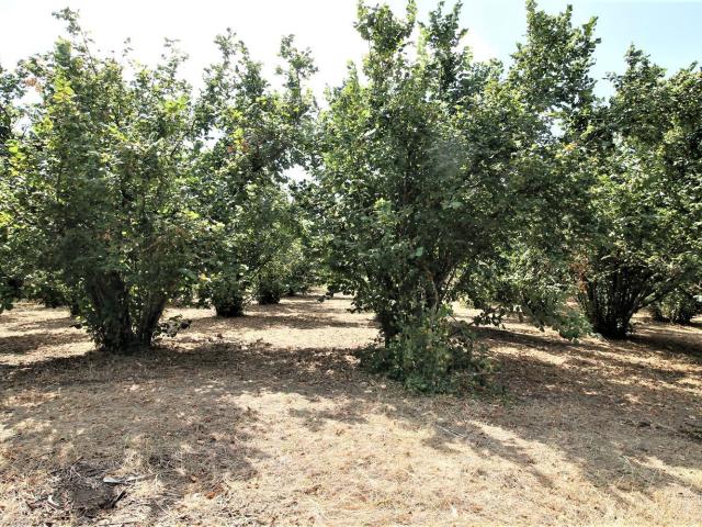 Terreno in vendita di 57000 m² in Località banditaccia