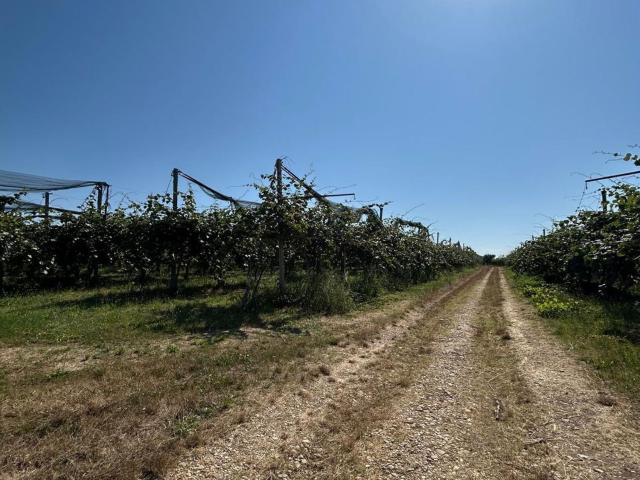 Terreno in vendita di 60000 m² in Contrada aquilano