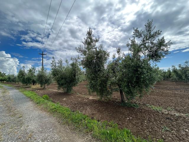 Terreno in vendita di 6000 m²