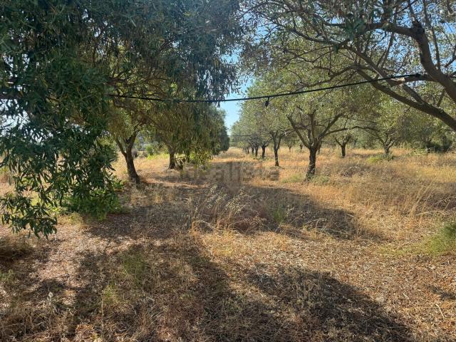 Terreno in vendita di 6200 m² in Viale Dei Fiori, 99