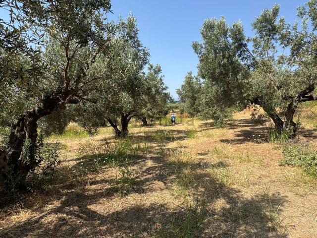 Terreno in vendita di 6500 m² in Contrada Gelsitello