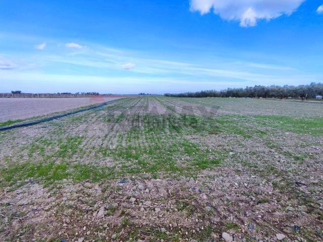 Terreno in vendita di 66500 m² in Strada Provinciale 105