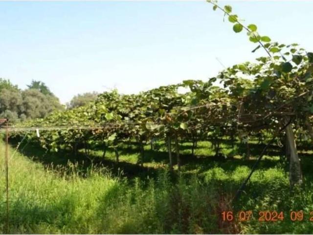 Terreno in vendita di 6620 m² in Contrada Petrara