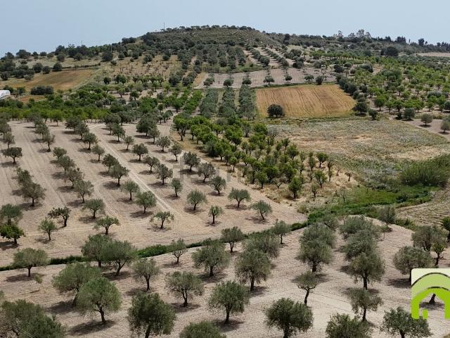 Terreno in vendita di 70000 m² in Contrada Casale
