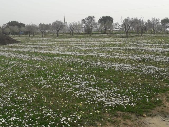 Terreno in vendita di 7000 m²