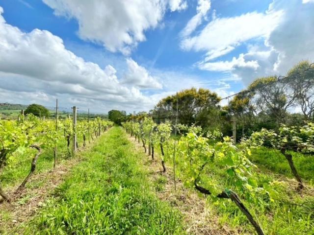 Terreno in vendita di 7000 m²