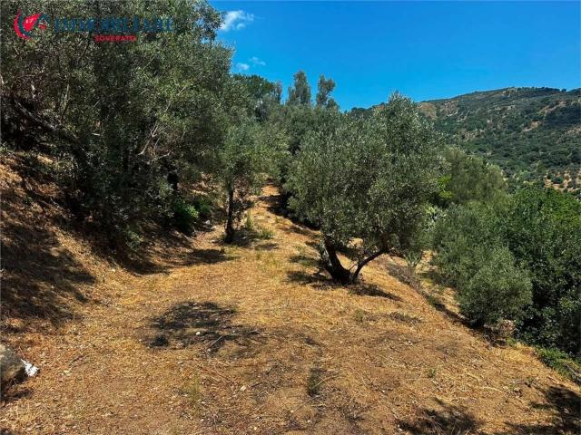 Terreno in vendita di 7280 m² in Via Olmicelli