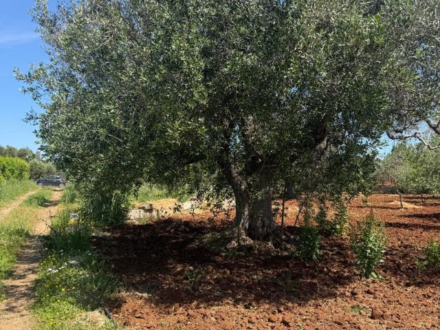 Terreno in vendita di 7422 m² in Contrada Poggioreale