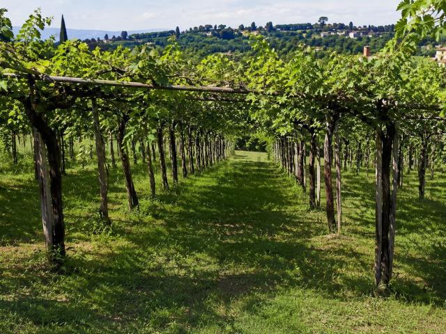 Terreno in vendita di 7692 m² in Via Fontana