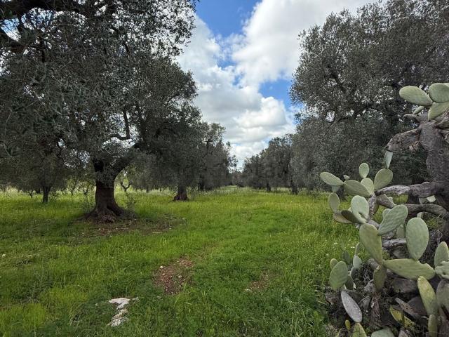Terreno in vendita di 7806 m² in Contrada Arrighi