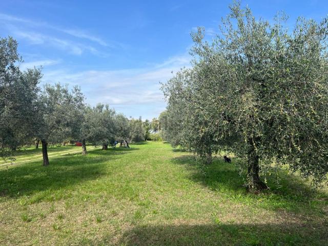 Terreno in vendita di 8000 m² in Strada di Fiaiola